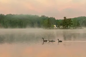 Anseriformes: LAKE AND CANADA GOOSE