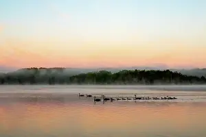 Anseriformes: LAKE AND CANADA GOOSE