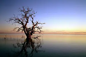 Drowned: Lake Cawndilla at dawn with drowned tree, Kinchega