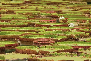 Mauritius: A lake is completely covered with amazon water l