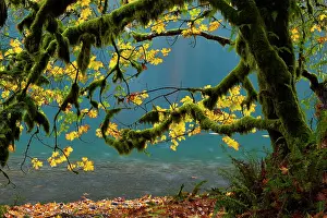 Aqua: Lake Crescent, Olympic National Park, Washington