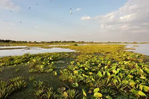 Flooding: Lake in the Danube Delta, Romania. Big willows