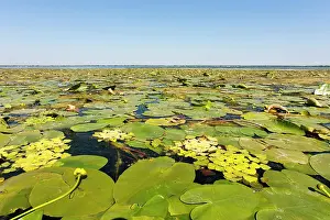Flooding: Lake in the Danube Delta, Romania. Big willows