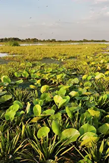 Flooding: Lake in the Danube Delta, Romania. Big willows