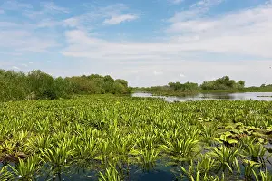 Flooding: Lake in the Danube Delta, Romania. Big willows