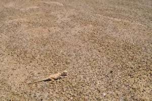 Maculosus: Lake Eyre Dragon