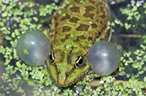 Sacs: Lake Frog - calling with vocal sac inflated