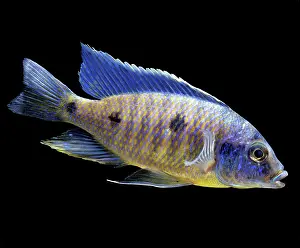 Cichlids: Lake Malawi Cichlid