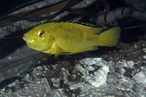 Malawi: Lake Malawi Cichlid