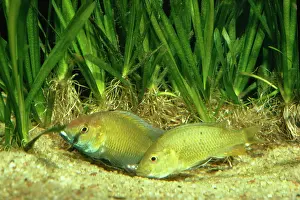 Malawi: Lake Malawi Cichlid Fish