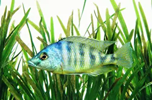 Malawi: Lake Malawi Cichlid Fish
