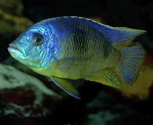 Cichlids: Lake Malawi Cichlid - Lake Malawi and aquaria