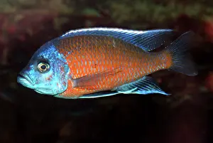 Cichlids: Lake Malawi Cichlid - male, shallow and mid-depths
