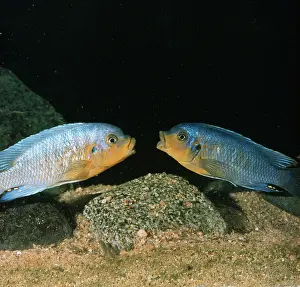 Malawi: Lake Malawi Fish / Cichlid - sexual rivalry between
