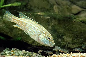 Malawi: Lake Malawi Fish - female with fry in mouth, (mouthbrooder)