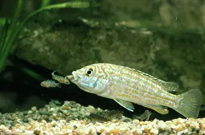 Malawi: Lake Malawi Fish - and Fry Cichlid