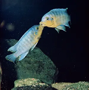 Malawi: LAKE MALAWI FISH - mouth fighting between territorial males