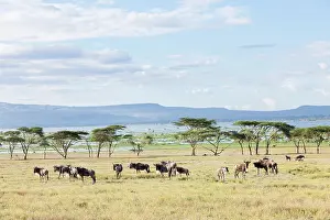 Crescent: Lake Naivasha and the Game Reserve Crescent