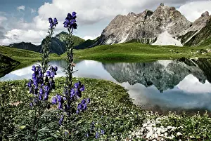 Oberallgu: Lake with purple flowers and mountain landscape