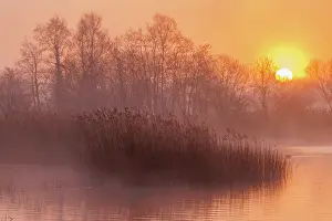 Reeds: Lake, reed-bed and Alder trees at dawn, at Ham W
