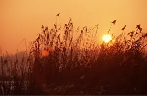 Reeds: LAKE REEDS - SUNSET