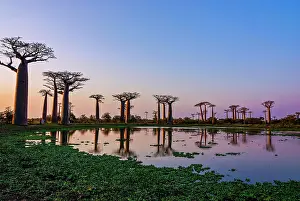 Avenue: Lake reflecting the Avenue de Baobabs at sunrise