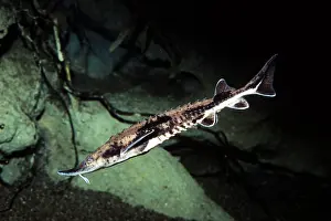 Sturgeon: Lake Sturgeon