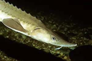 Sturgeon: Lake Sturgeon