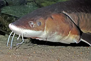 Barbel: Lake Sturgeon