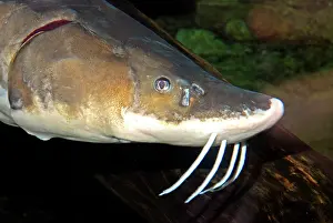 Barbel: Lake Sturgeon