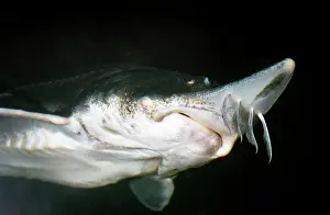 Mouths: Lake Sturgeon