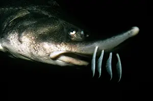 Sturgeon: Lake Sturgeon