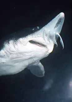Shows: Lake STURGEON - shows 4 barbels in front of mouth