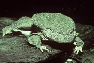 Leptodactylidae: Lake Titicaca Frog (Telmatobius culeus)