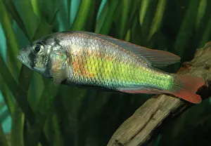 Cichlids: Lake Victoria cichlid - extinct in the wild