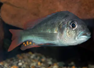 Cichlids: Lake Victoria cichlid, extinct in the wild
