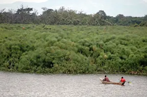 Papyrus: Lake Victoria, Uganda