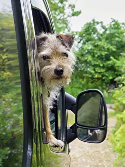 Lakeland: Lakeland terrier cross looking out of van window