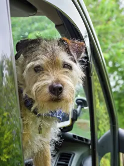 Lakeland: Lakeland terrier cross looking out of van window