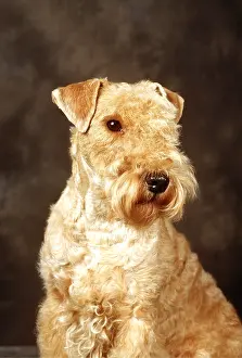 Lakeland: LAKELAND TERRIER DOG
