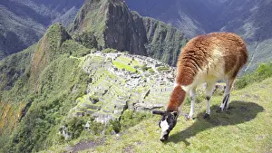 Llama: Lama and summit of Huayna Picchu overlooking the