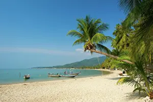 Nucifera: Lamai Beach, Ko Samui island, Thailand, Asia