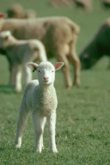 Artiodactyl: Lamb