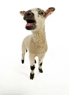 Bleating: LAMB. Cross breed lamb bleating wide angle shot