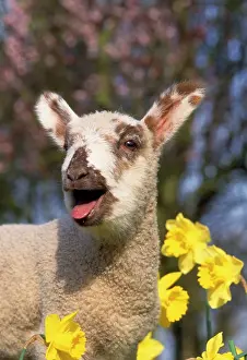 Bleating: LAMB IN DAFFODILS - Bleating