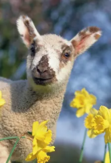 LAMB IN DAFFODILS - head close up