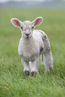 Lambs: Lamb - Devon - UK