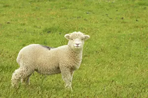 Pastural: Lamb