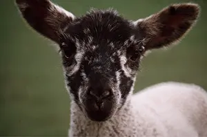 Lambs: LAMB - FACE AND EARS