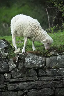 Toscana: Lamb grazing in Casentino - Tuscany